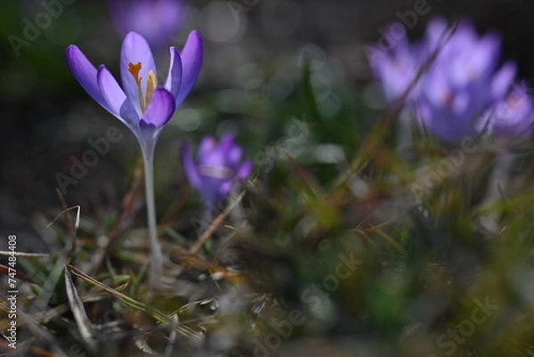 Obraz purple crocus flower
