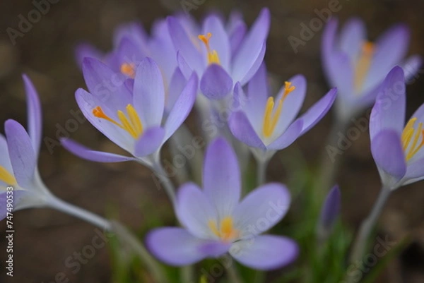 Obraz Purple crocus 