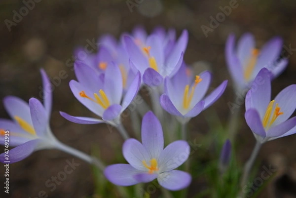 Obraz purple crocus flower