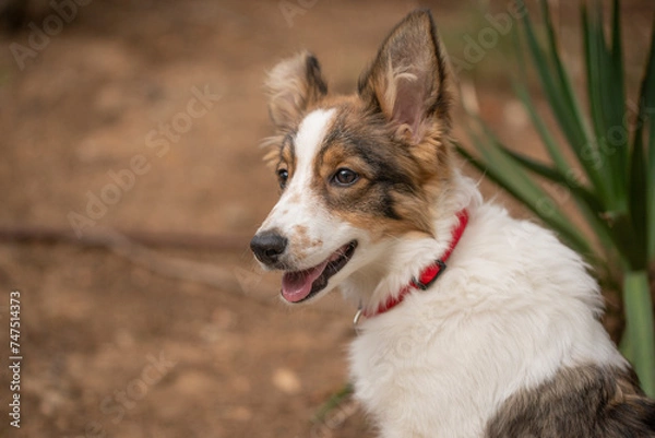 Obraz border collie puppy