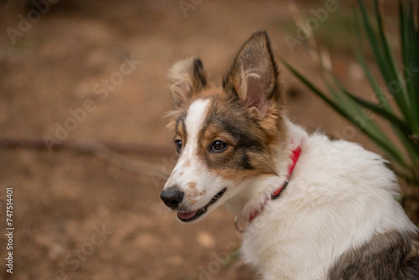 Obraz border collie dog