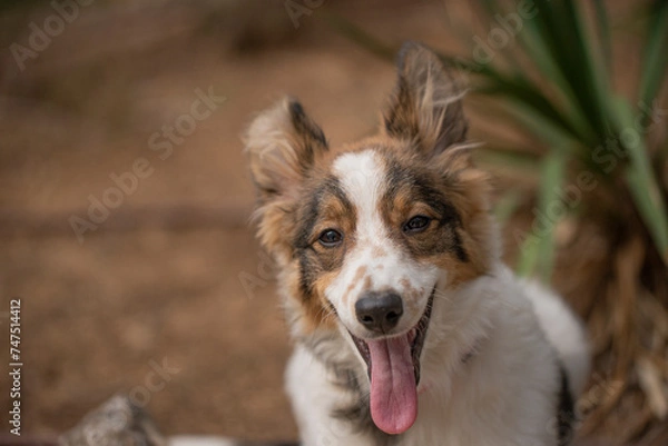 Obraz border collie dog