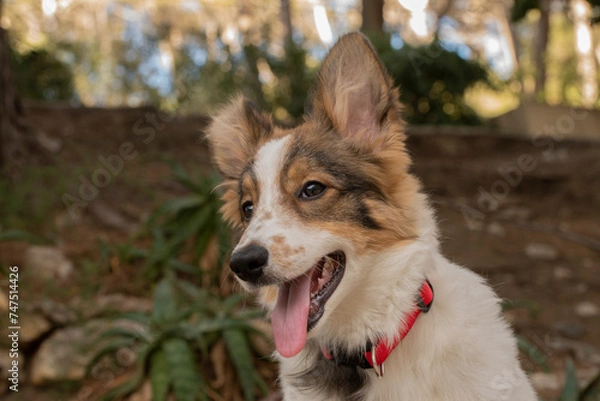 Obraz portrait of a dog