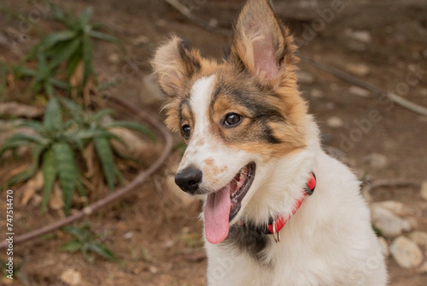 Obraz border collie dog