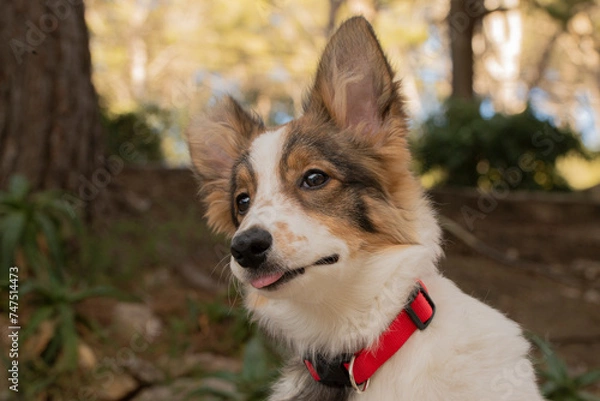 Obraz border collie dog