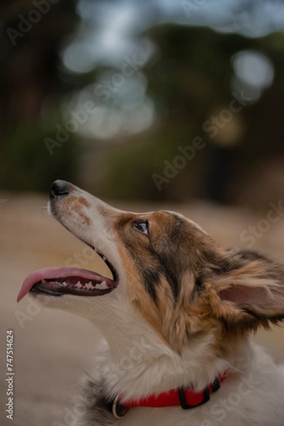 Obraz portrait of a dog