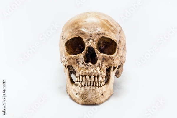 Obraz Human skull