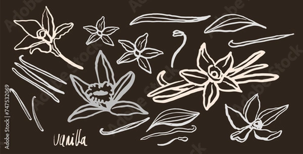 Fototapeta Isolated vector set of vanilla. Monichrome. Vanilla sticks, vanilla flower and pods. Aroma, food. Hand drawn. Vector hand drawn illustration of orchid Flower and pods on isolated background.