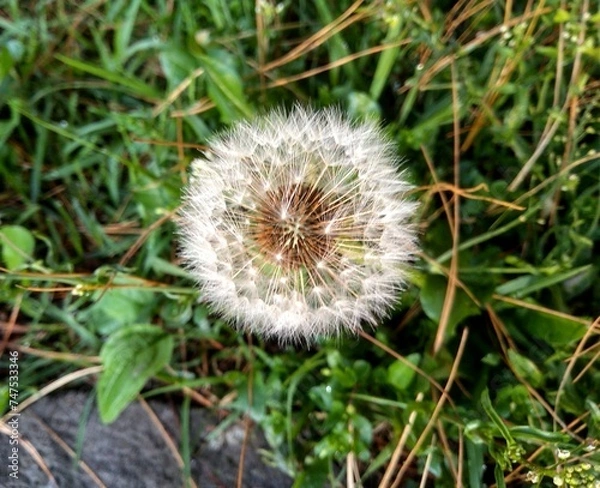 Fototapeta dandelion head