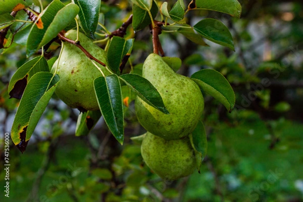 Obraz Pear Tree in Orchard