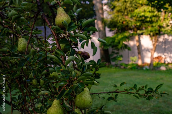 Obraz Pear Tree in Garden
