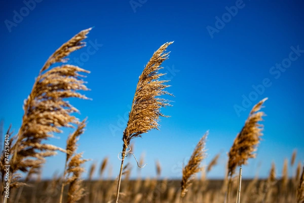 Obraz Reed Grass Blowing in the Wind with Blue Sky Background 