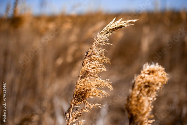 Obraz Reed Grass Blowing in the Wind with Blue Sky Background 