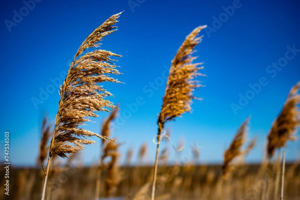 Obraz Reed Grass Blowing in the Wind with Blue Sky Background 