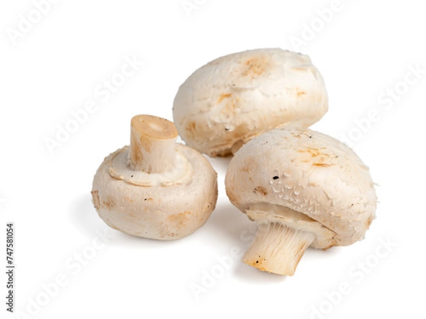 Obraz White mushroom on a white background. White mushroom close-up.