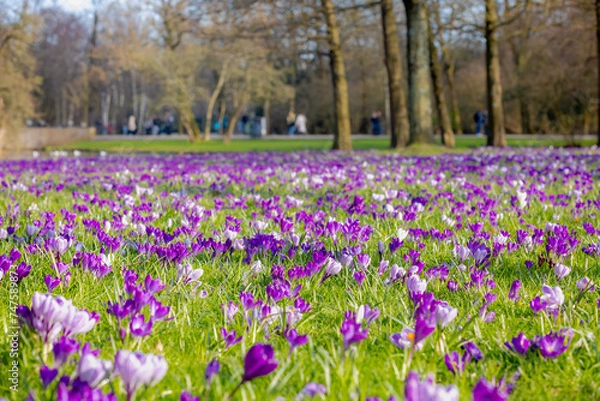 Fototapeta Selective focus a group of multicolour white purple crocus on green grass meadow in the park lawn, The flowers are one of the brightest and earliest spring bloom, Nature floral background, Netherlands