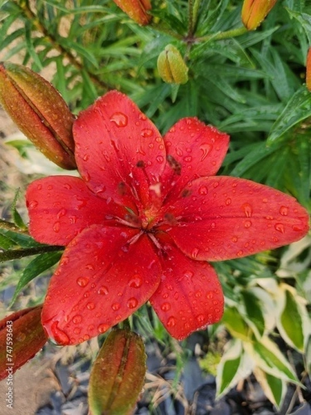 Obraz red flower with dew