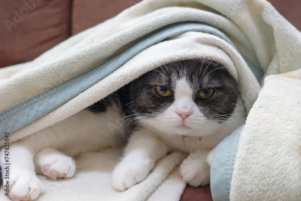 Fototapeta 毛布にくるまった猫　