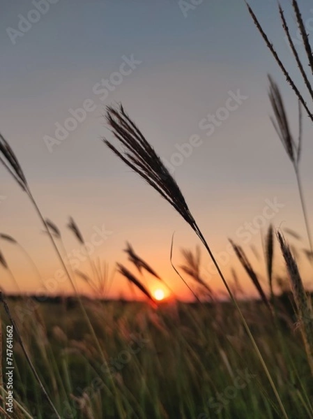 Obraz sunset in the field
