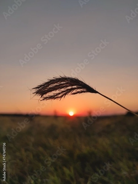 Obraz sunset in the field