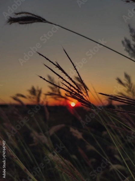 Obraz sunset in the field