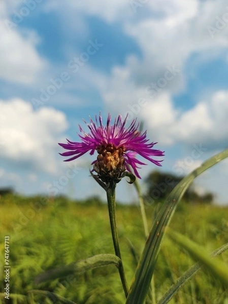 Obraz pink cornflower 
