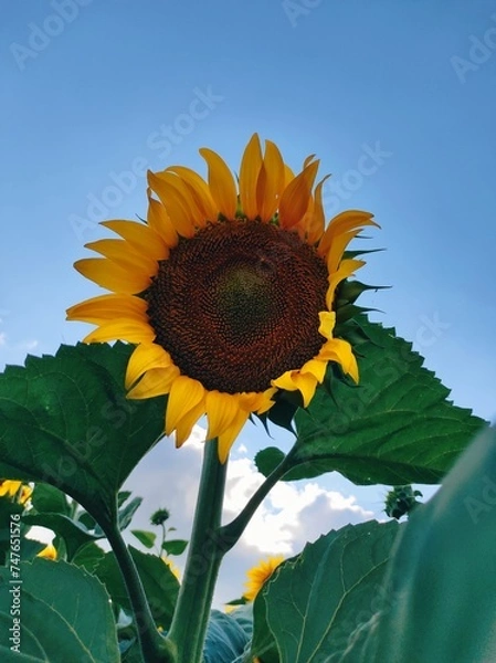 Obraz sunflower in the field