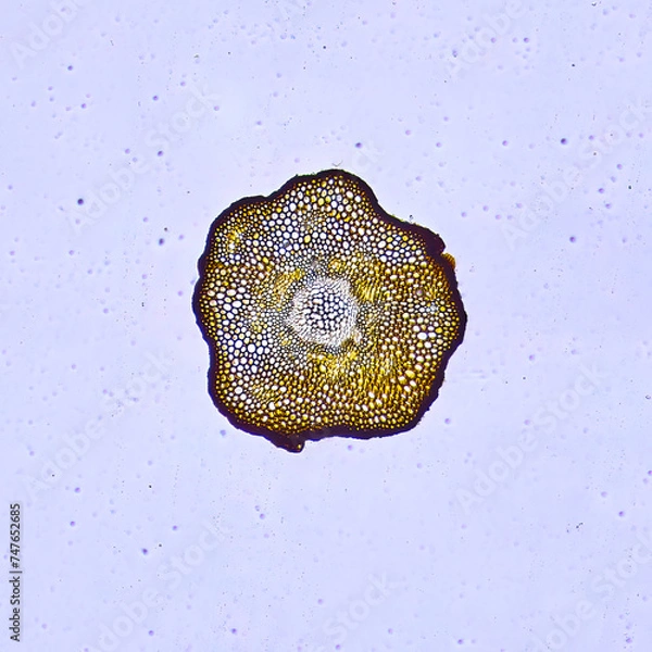 Obraz life under a microscope