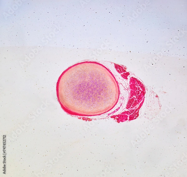 Obraz life under a microscope