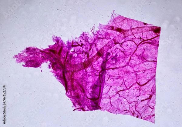 Obraz life under a microscope