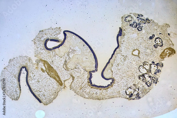 Obraz life under a microscope