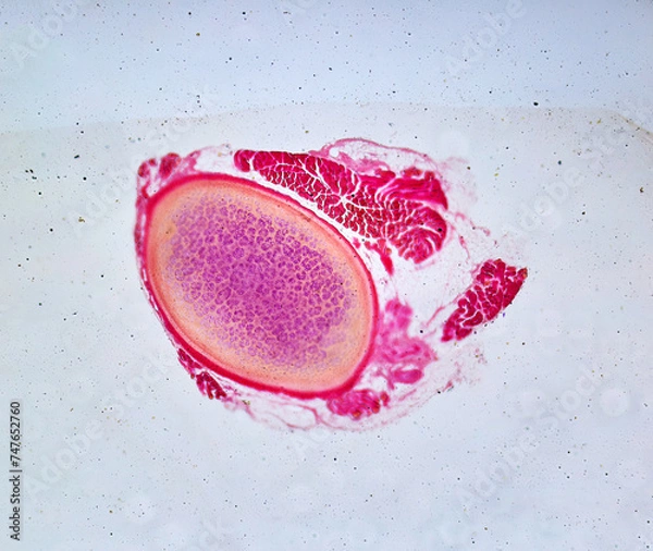 Obraz life under a microscope