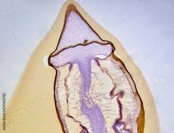 Obraz life under a microscope