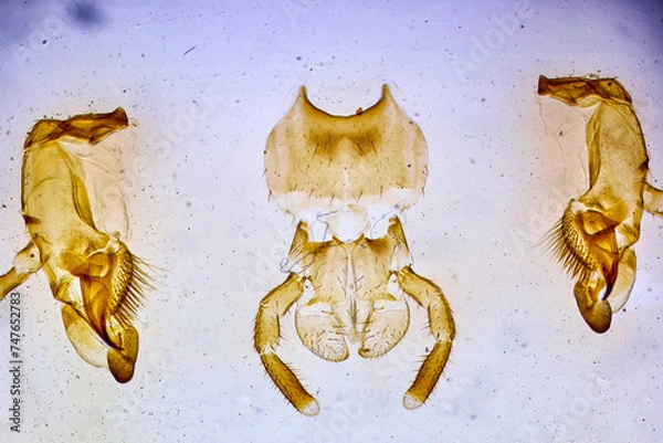 Obraz insect under a microscope