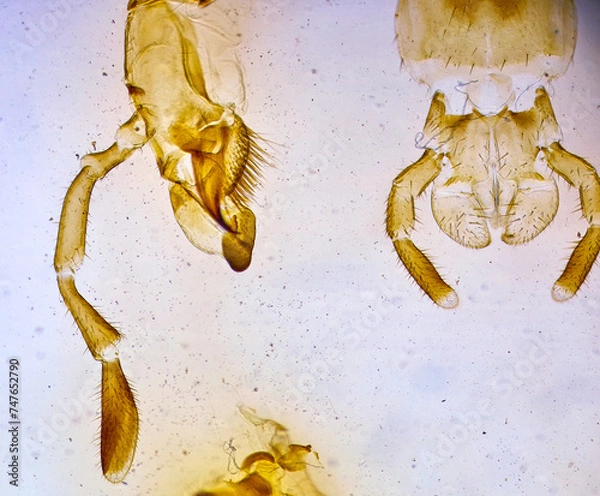 Obraz insect under a microscope
