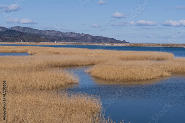 Obraz 北上川の葦原