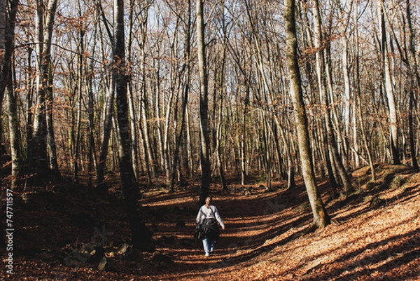 Obraz autumn in the forest