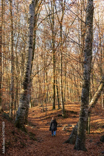 Obraz walk in the woods