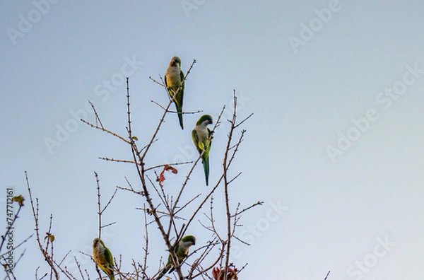Obraz parrots on a branch