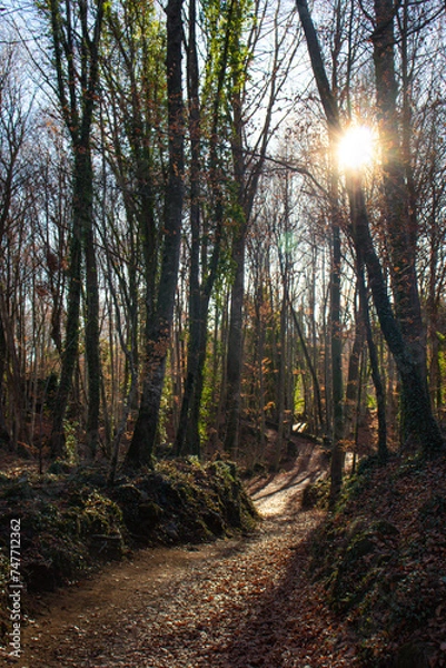Obraz path in the woods