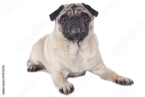 Fototapeta Mops liegend