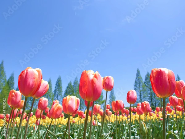 Obraz 青空とチューリップ畑