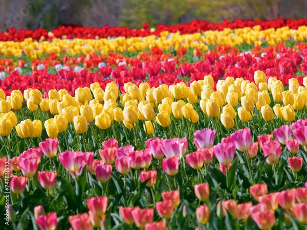 Obraz 満開のチューリップ畑