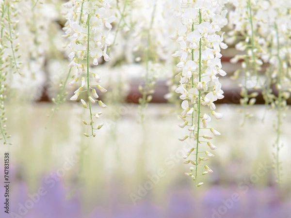 Obraz 白い藤の花