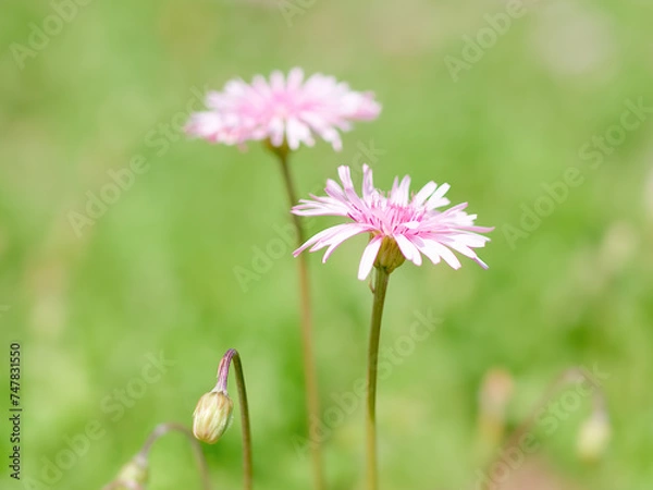 Obraz モモイロタンポポ