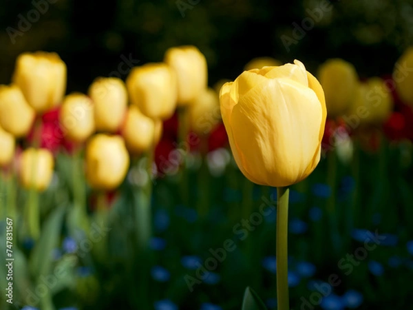 Obraz 黄色いチューリップ