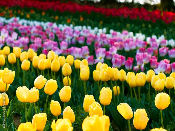 Obraz 夕刻のチューリップ畑