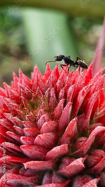Fototapeta Ant on a Pineapple