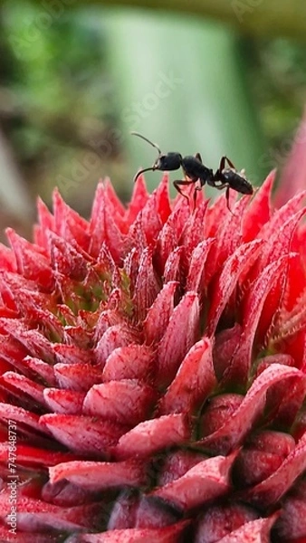 Fototapeta Ant on a Pineapple