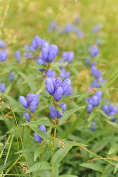 Obraz Beautiful blue petals and flowers of Gentiana triflora with green leafs in Asahi-dake mountain, Daisetuzan National Park, Hokkaido, Japan in summer